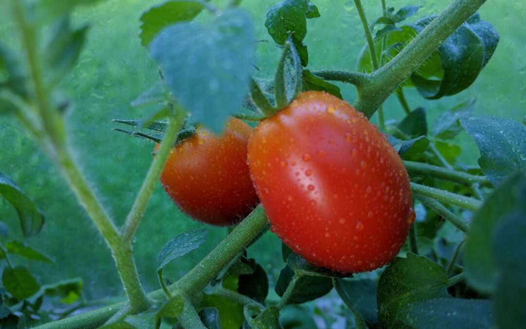 Tomaterna mognar nu i snabb takt